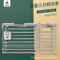 肉牛智能称重设备 分群设备 星通智能 厂家直发